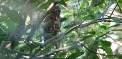 Ninox scutulata
