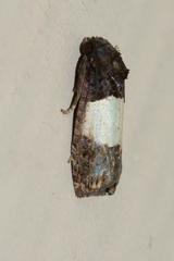 Epiblema tripartitana