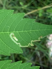 Stigmella intermedia