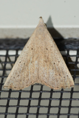 Macrochilo louisiana