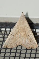 Macrochilo louisiana