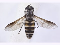 Pseudotabanus distinctus