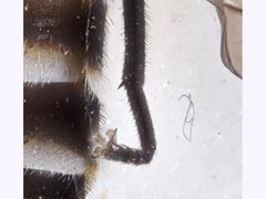 Pseudotabanus distinctus