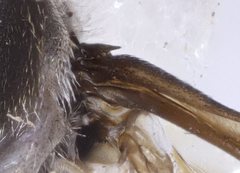Pseudotabanus distinctus