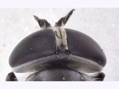 Pseudotabanus distinctus