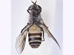 Pseudotabanus distinctus