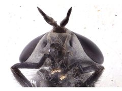 Pseudotabanus distinctus