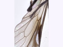 Pseudotabanus distinctus