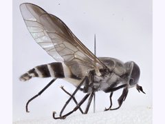 Pseudotabanus distinctus