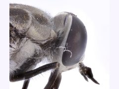 Pseudotabanus distinctus