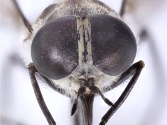 Pseudotabanus distinctus