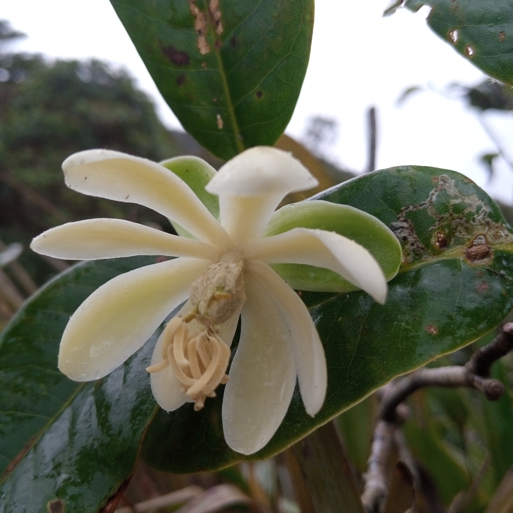 Magnolia tapichalacaensis