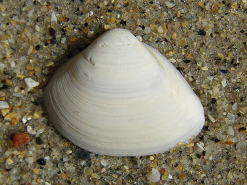 Cut Trough Shell