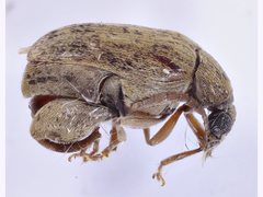 Caryedon gonagra