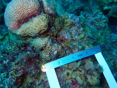 Agaricia