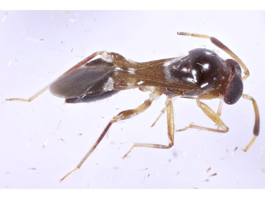 Arafuramiris