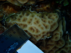 Agaricia