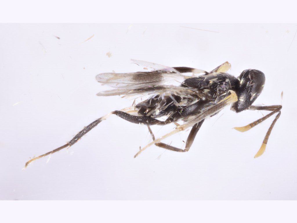 Copidosomyia