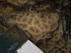 Agaricia
