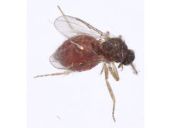 Lasiohelea
