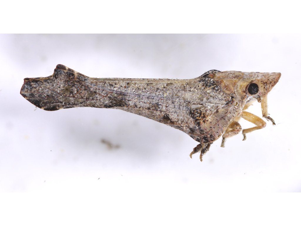 Austrodascalia