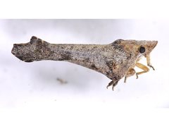 Austrodascalia evansorum