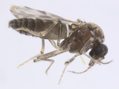 Culicoides molestus