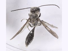 Tachyphron aculeatus