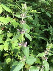 Stachys alpina