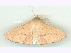 Oenochroma phyllomorpha