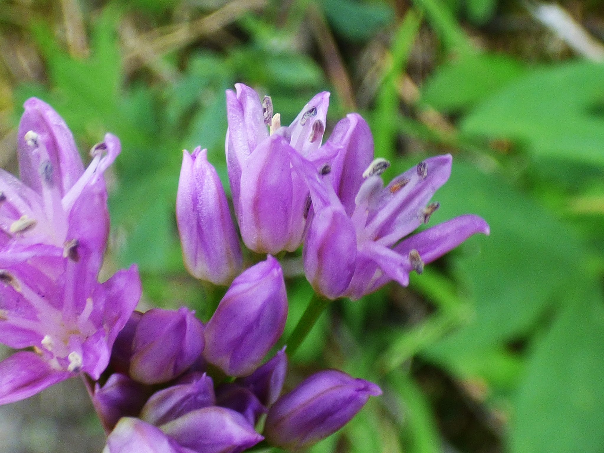 Allium gooddingii