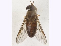 Cydistomyia avida