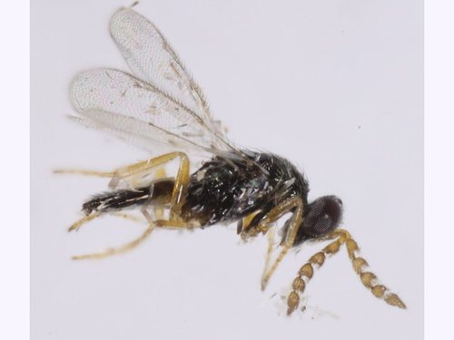 Elachertus