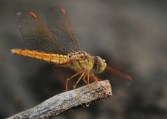 Brachythemis contaminata