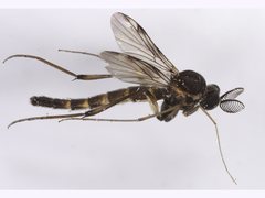 Platyroptilon collessi