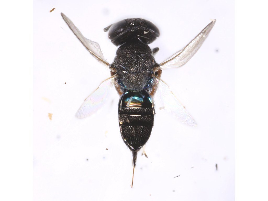 Parepistenia