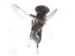 Lyciscinae