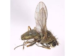 Setacera breviventris