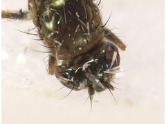 Setacera breviventris