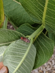Tetraopes annulatus