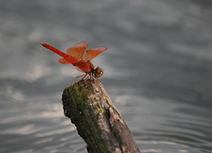 Brachythemis contaminata