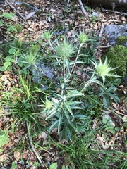 Carlina vulgaris
