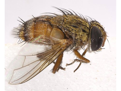 Euvespivora