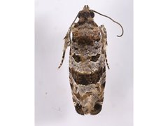 Lobesia arescophanes