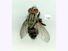 Sarcophaga australis