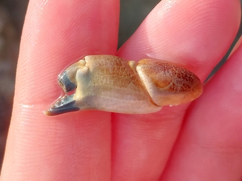 Crab