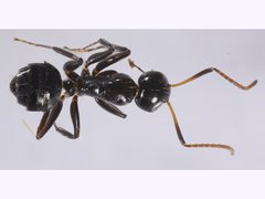 Camponotus mackayensis
