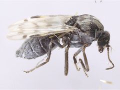 Culicoides cordiger