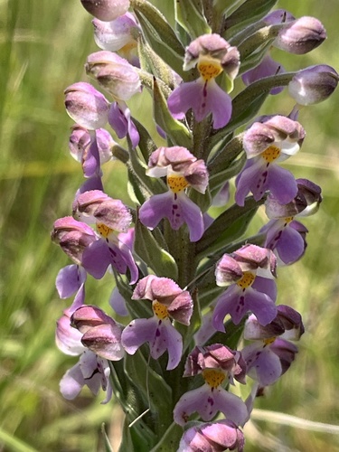 Image of Brachycorythis pubescens by (c) Dave U, some rights reserved (CC BY-SA)