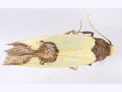 Chrysonoma consularis